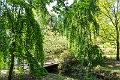 2018_05_26_arboretum de Balaine (0090)